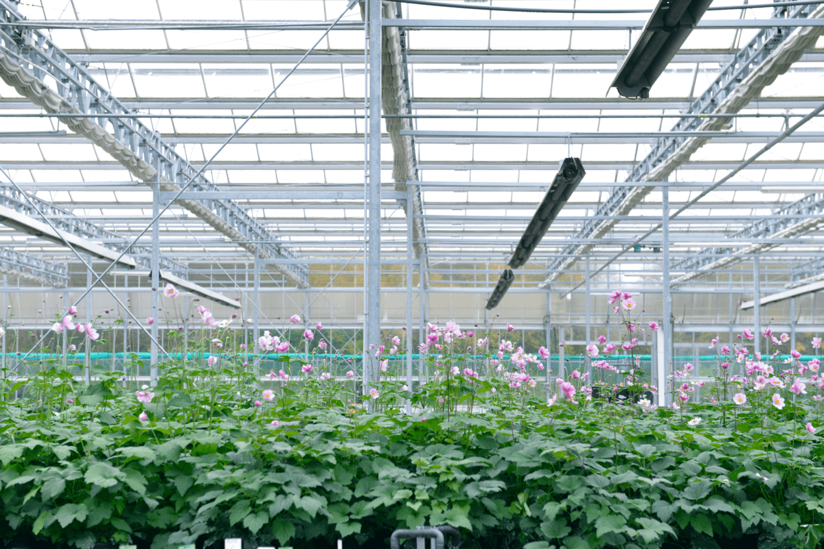 Hallenheizung Gärtnerei Blumenzucht Tyczka Energy (1200x800)