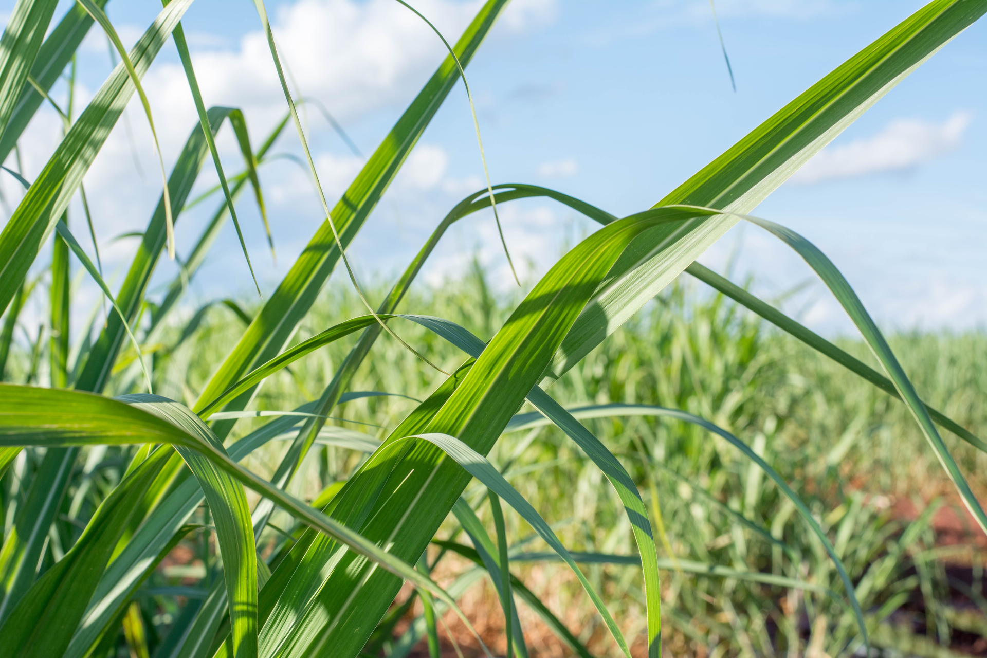 Header Landwirtschaft Tyczka Energy (1920x1280)